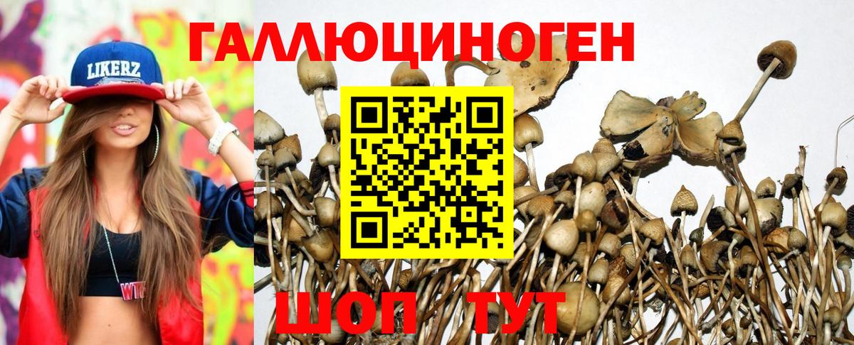 Галлюциногенные грибы Psilocybe Норильск